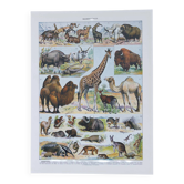 Original plate from 1930: wild and domestic mammals