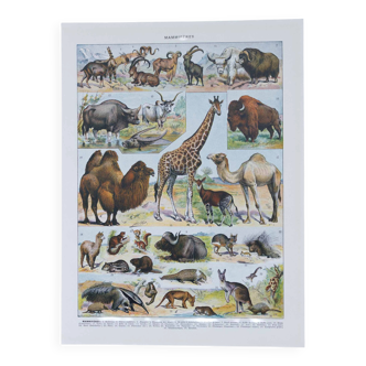 Original plate from 1930: wild and domestic mammals