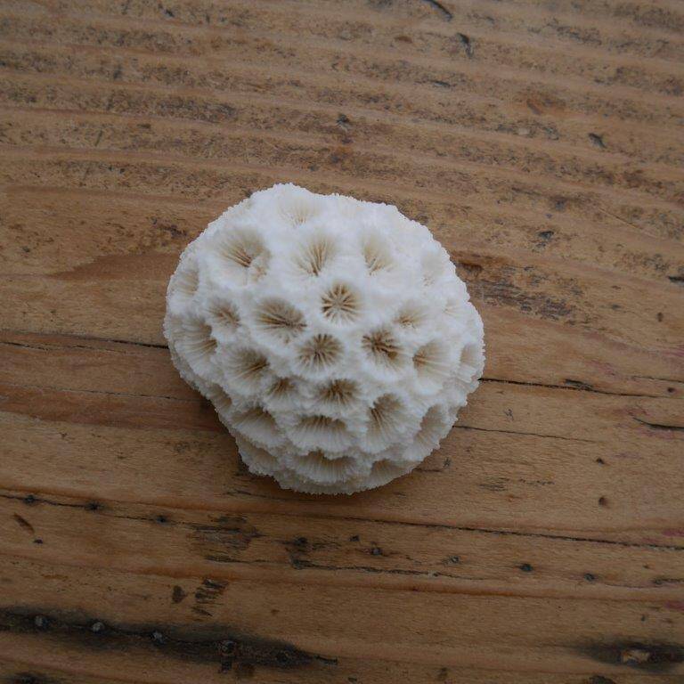 Set of 2 corals (white coral)