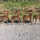 4 Baumann armchairs in bent wood