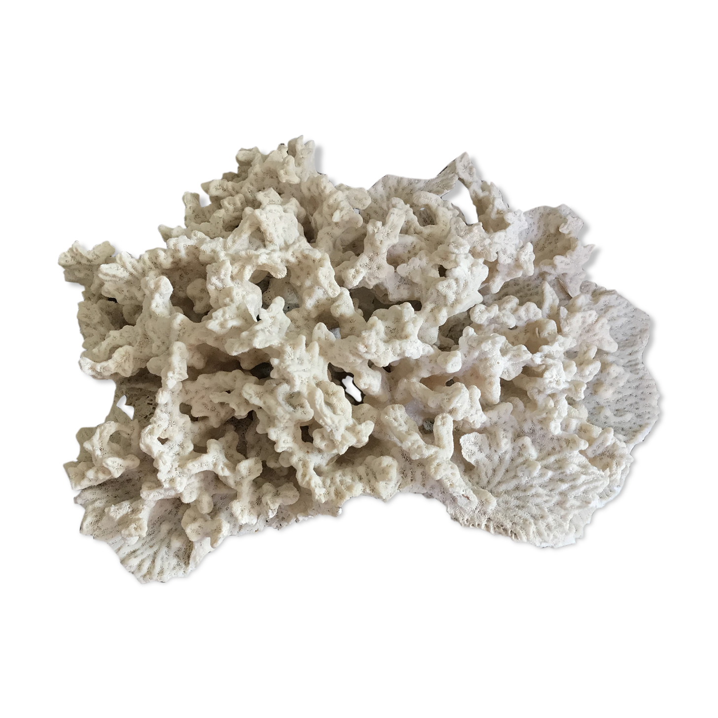 Ancient white coral 27X20 cm