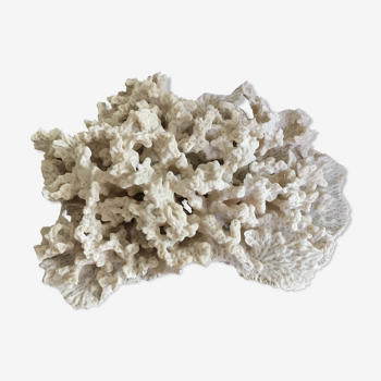 Corail blanc ancien 27X20 cm