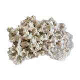 Ancient white coral 27X20 cm