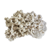 Ancient white coral 27X20 cm