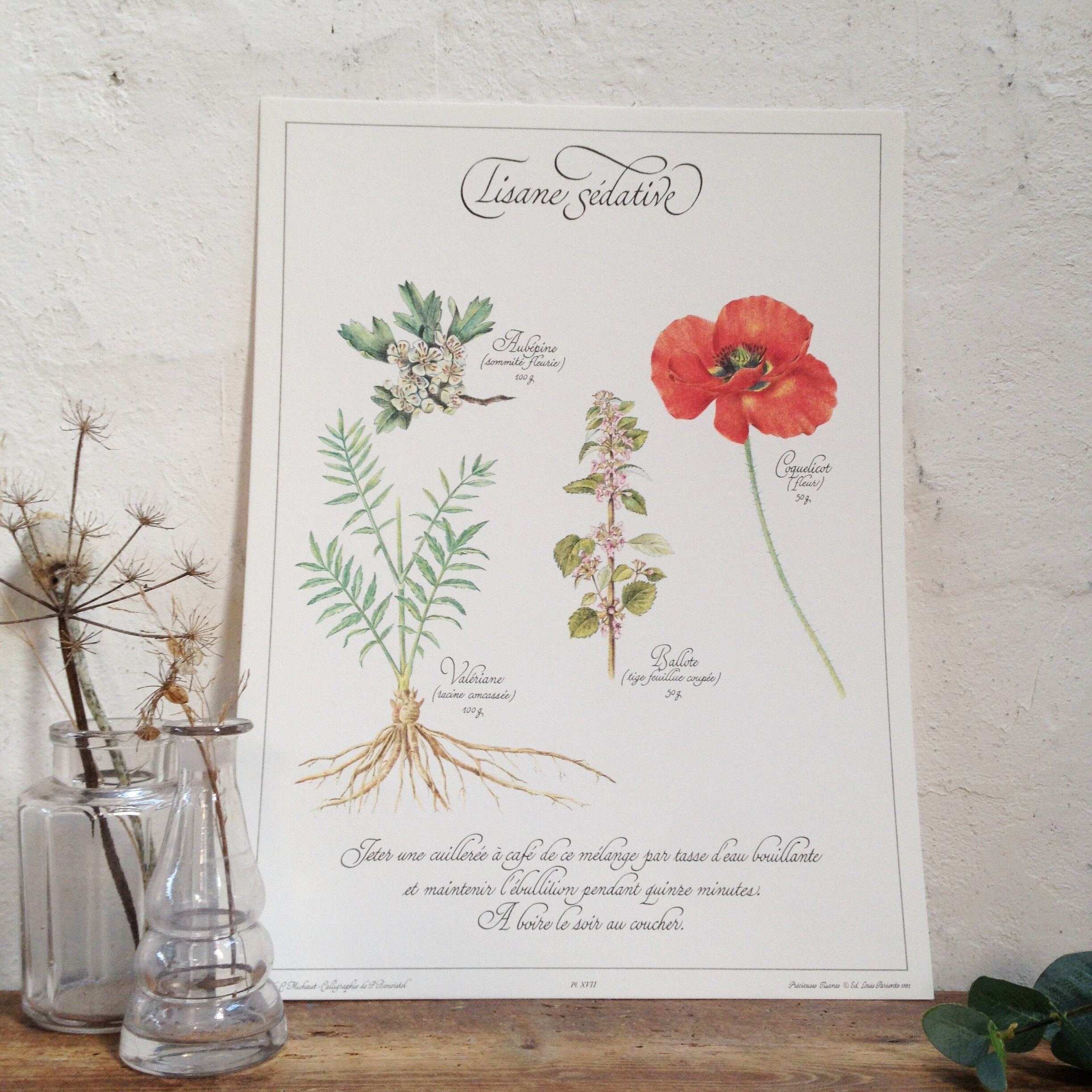 Botanical poster tisane