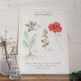 Affiche botanique tisane