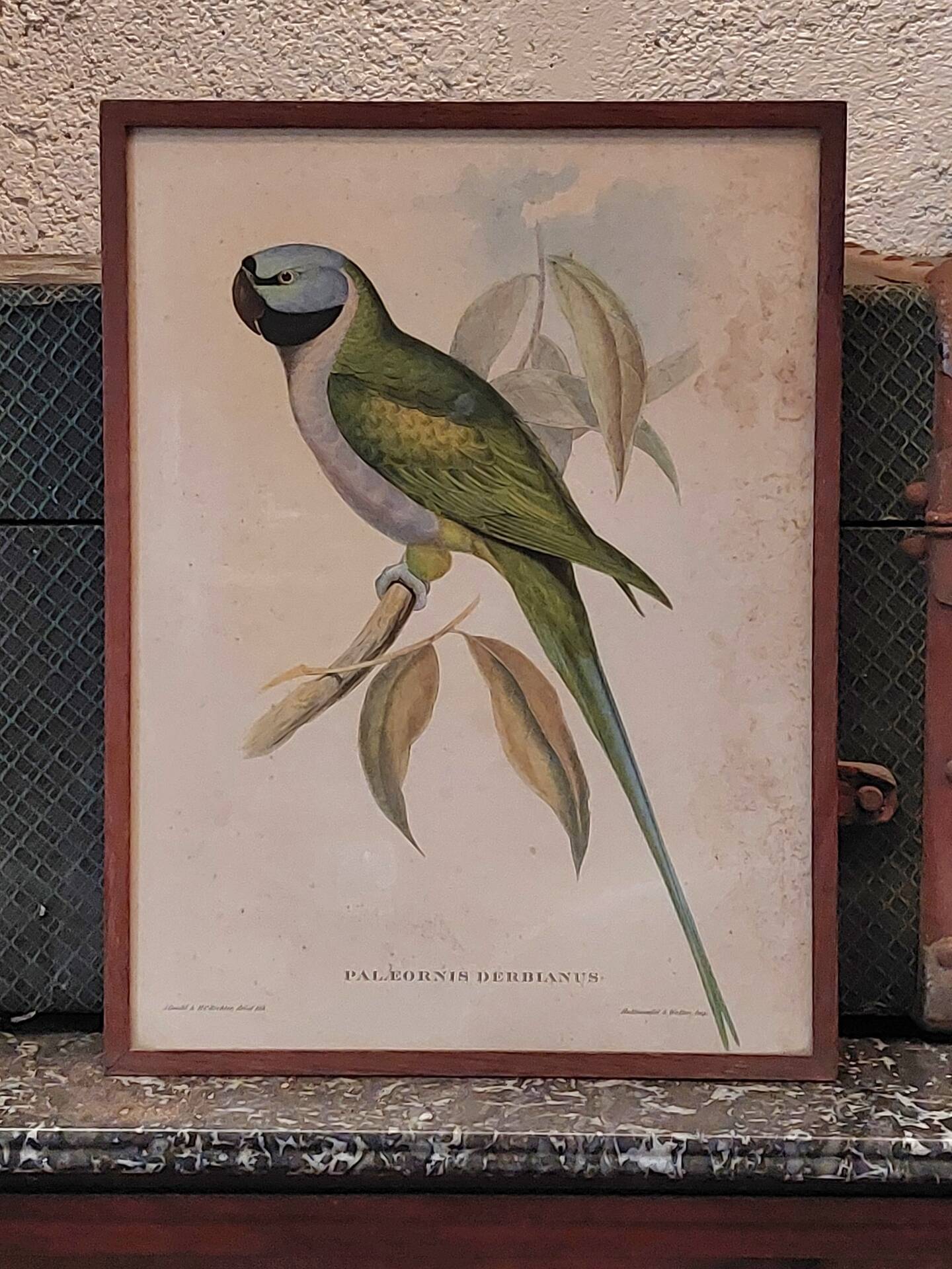 Cadre ancien ornithologique