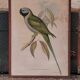 Cadre ancien ornithologique