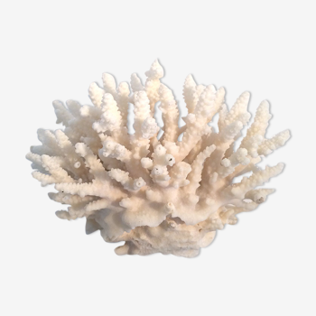 Ancient coral