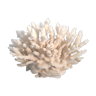 Ancient coral