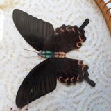 Butterfly serving tray