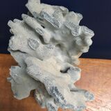 Ancient blue coral