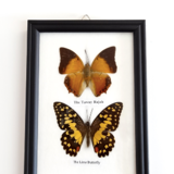 Black frame to 2 butterflies