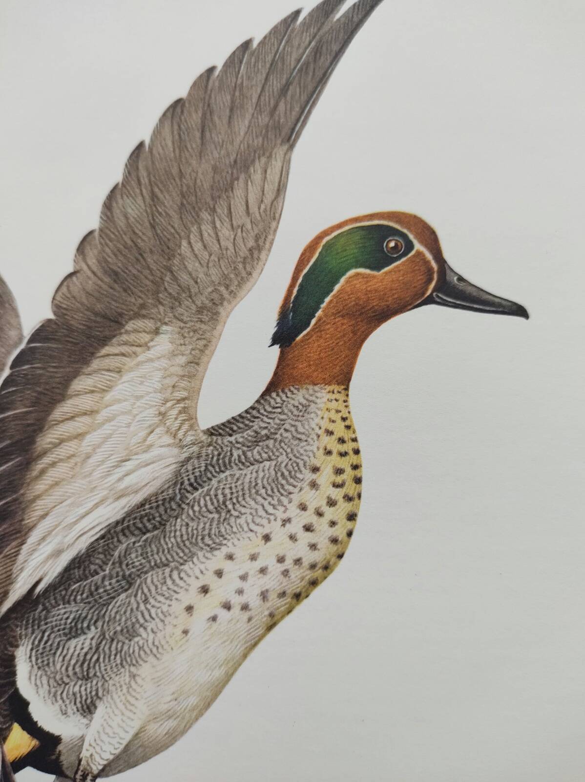 Bird board 60s - Teal - Vintage ornithological illustration