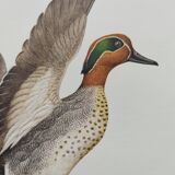 Bird board 60s - Teal - Vintage ornithological illustration