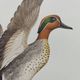 Bird board 60s - Teal - Vintage ornithological illustration
