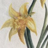 Daffodils, watercolor