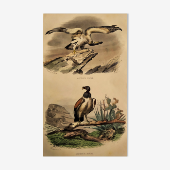 Ornithological plank "Vulture Fauve - Royal Vulture" Buffon 1840
