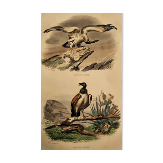 Ornithological plank "Vulture Fauve - Royal Vulture" Buffon 1840