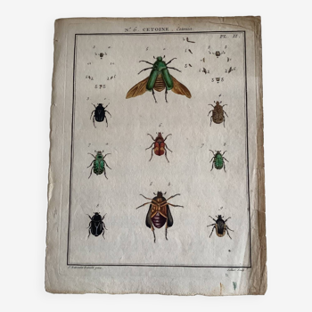 Planche colorisée d’entomologie : Cétoines