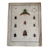 Colorized entomology board: Cetonia