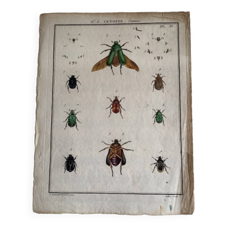 Planche colorisée d’entomologie : Cétoines