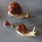 Family snails