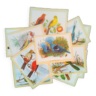 lot d'affiches zoologiques, oiseaux, années 60