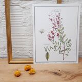 Botanical board Henna