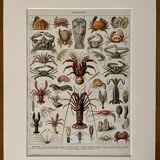 Lithograph on crustaceans - 1930