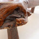 Grande table basse brutaliste "live edge" mid-century