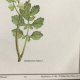 Botanical plank The Chelidoine