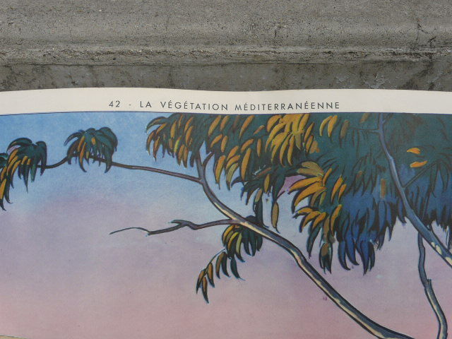 School poster editions nightingale N° 41 and 42 mountain and Mediterranean vegetation