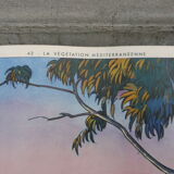 School poster editions nightingale N° 41 and 42 mountain and Mediterranean vegetation