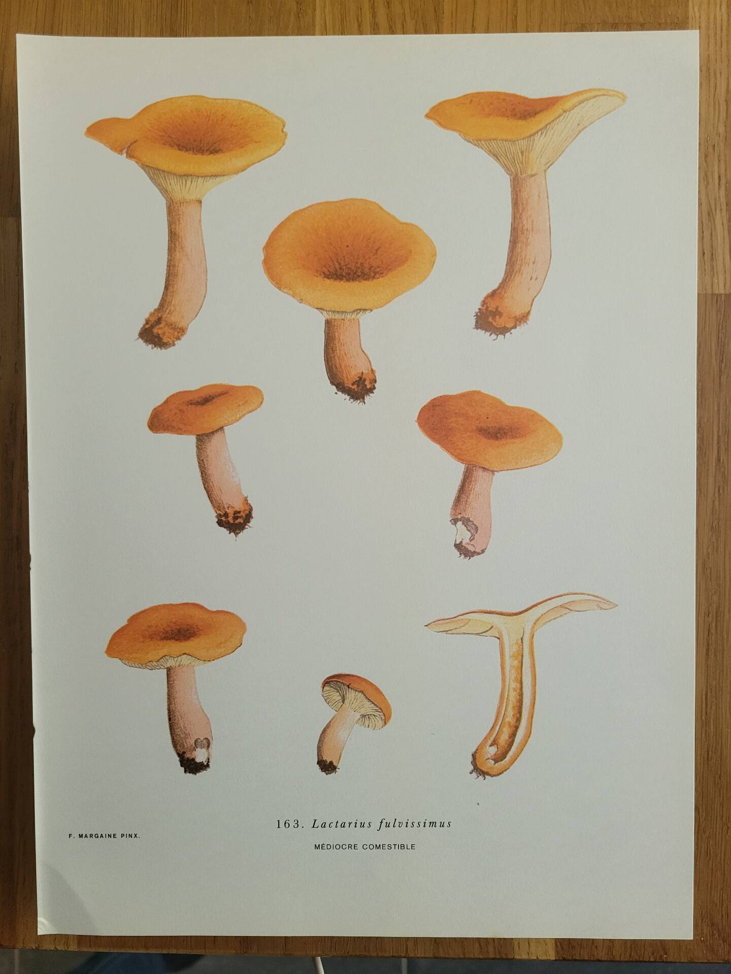 Botanical plate mushroom, 1960