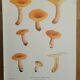 Botanical plate mushroom, 1960