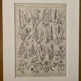 Lithograph on flowers and meadow flowers - 1920