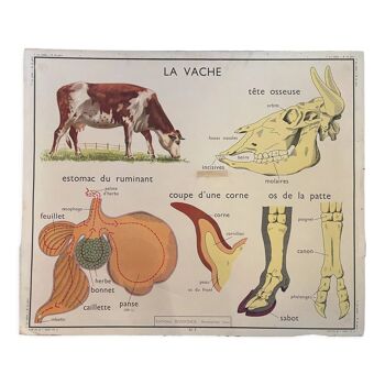 Affiches scolaire Le Porc et La Vache Montmorillon Rossignol