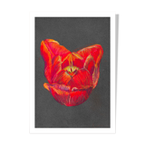 Pastel Tulip Heart - A4 - flower