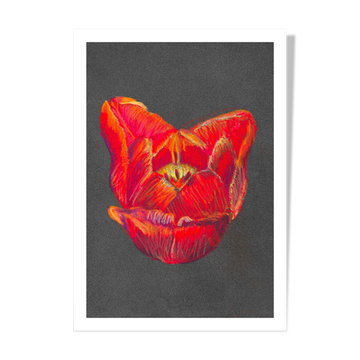 Pastel Tulip Heart - A4 - flower