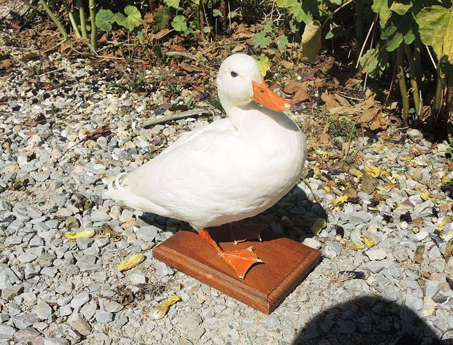 Antique stuffed/albino mallard duck