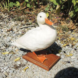 Antique stuffed/albino mallard duck