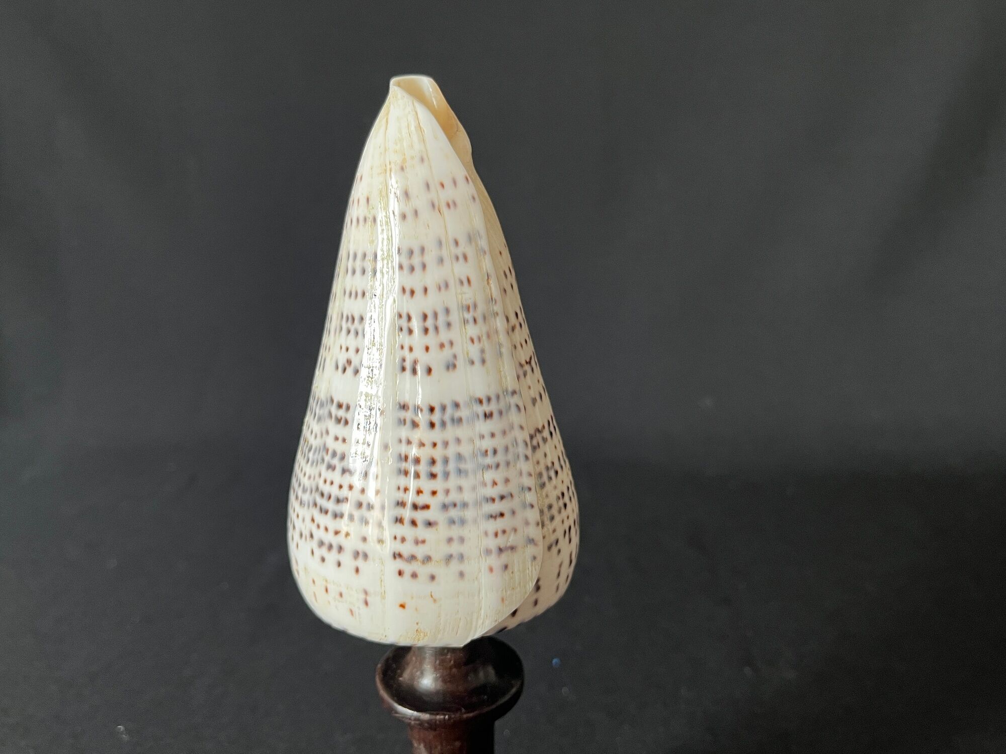 Shell Conus Litteratus on blackened turned wooden base old cabinet of curiosities