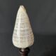 Shell Conus Litteratus on blackened turned wooden base old cabinet of curiosities
