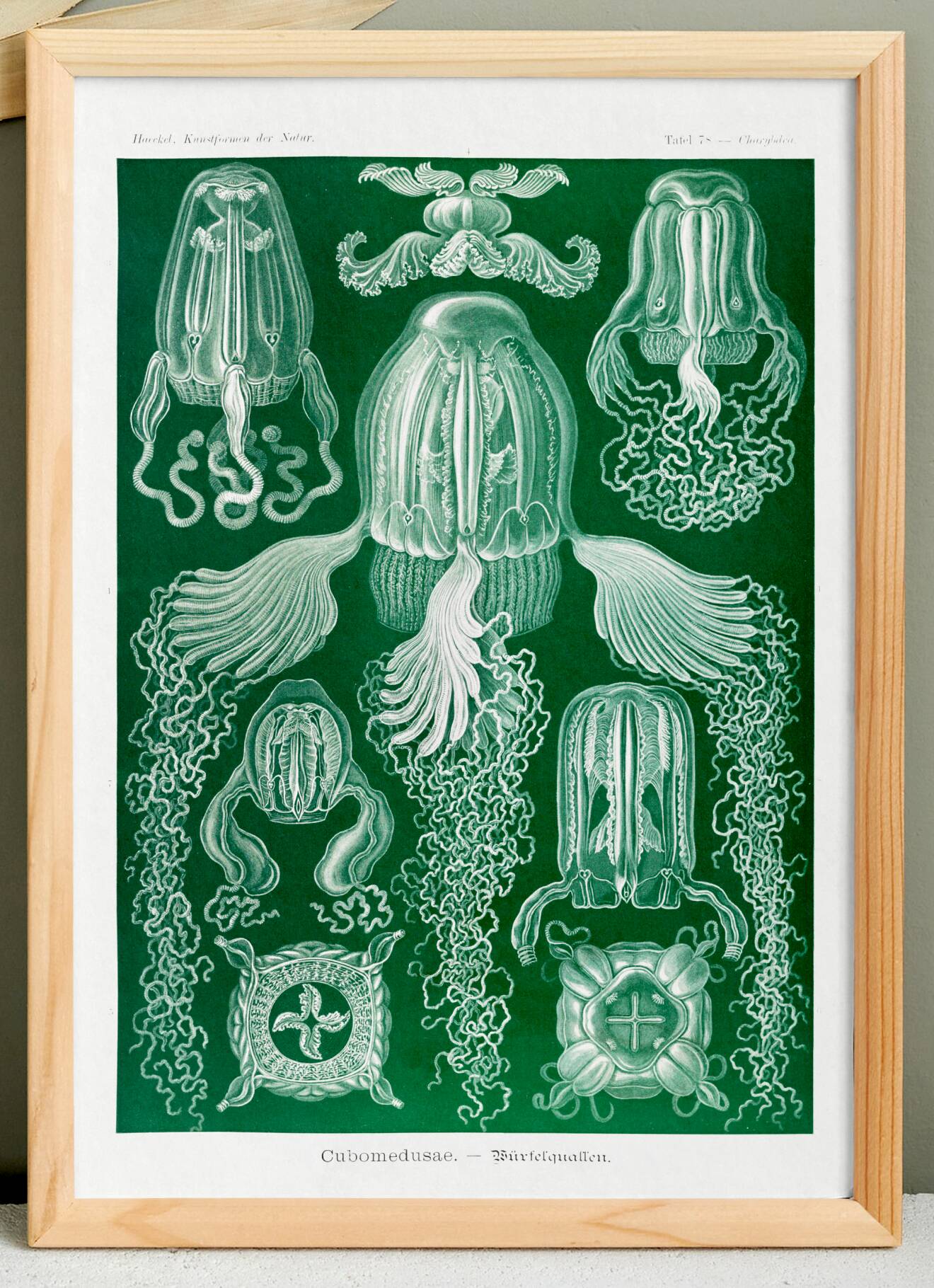 Poster about jellyfish, based on an old lithograph from 1904.