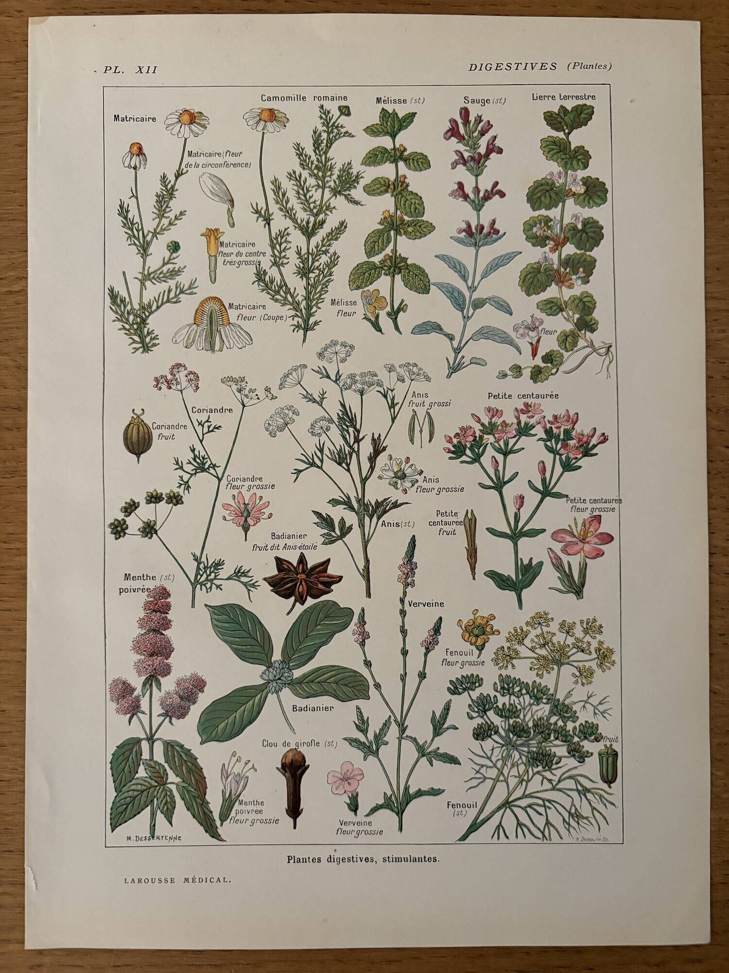 Reserved Anna - Set of 3 illustrated plates on 20th century plants