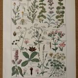 Réservé Anna - Lot de 3 planches illustrées sur les plantes XXe
