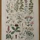 Reserved Anna - Set of 3 illustrated plates on 20th century plants