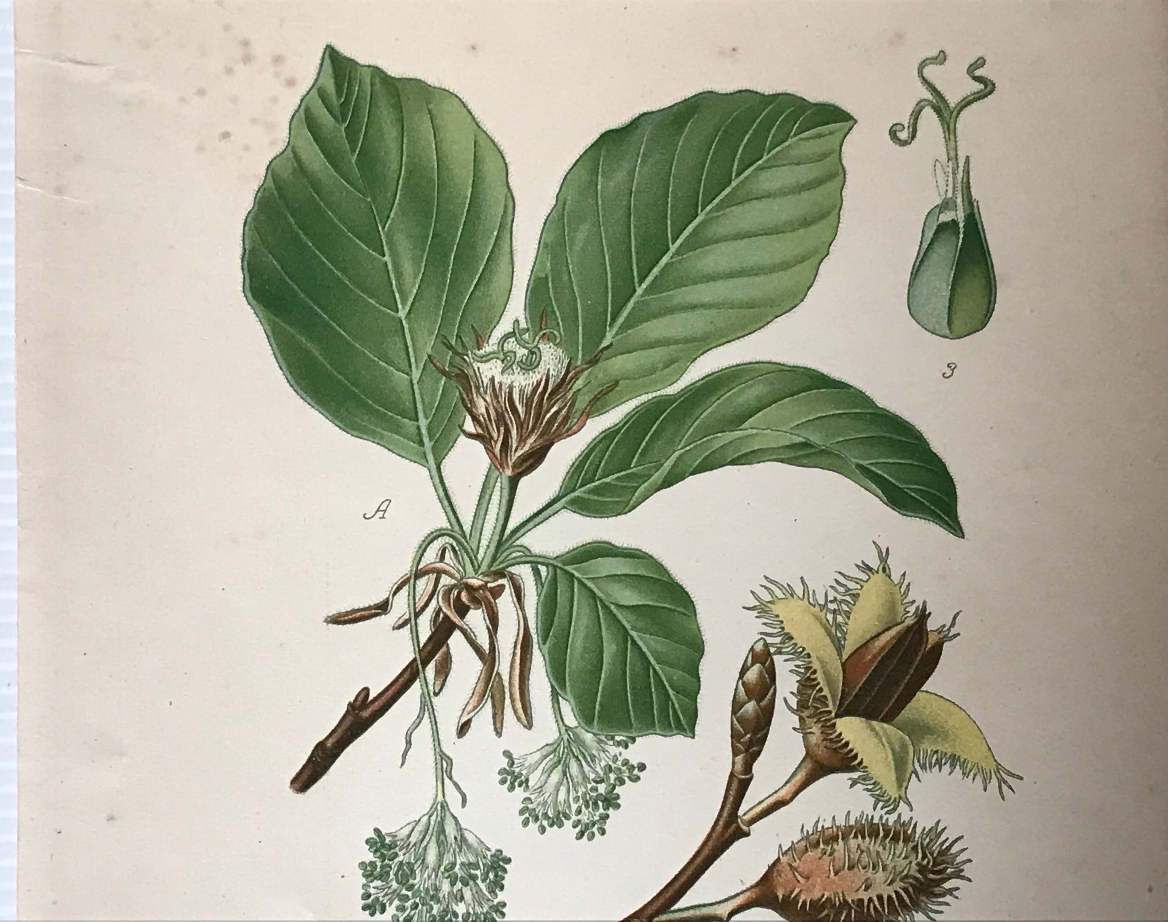 Old botanical plates XIXth