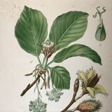 Old botanical plates XIXth